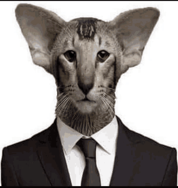 a cat is wearing a suit and tie with a human head .