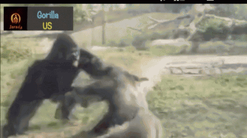 Gorila_fight GIF - Gorila_fight GIFs