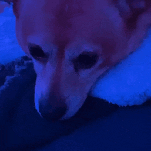 a close up of a dog 's face with a finger on its nose .