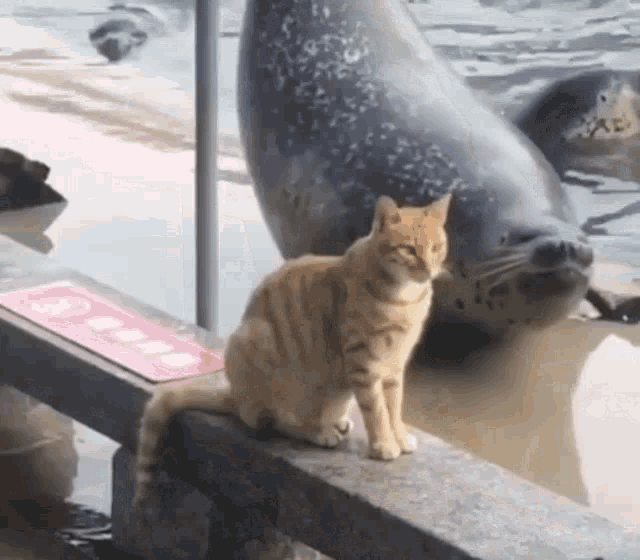 Cat Seal GIF - Cat Seal Cat Seal GIFs