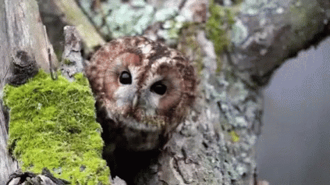 Owl Observed GIF - Owl Observed Realize GIFs