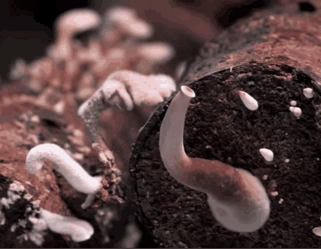 Fungi Mushrooms GIF