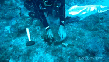 a scuba diver is holding a piece of seaweed in the water with pbs.org/nova written on the bottom