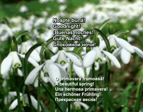 a bunch of snowdrop flowers with a greeting in a foreign language