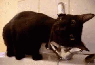 a black cat is drinking water from a faucet in a bathroom sink
