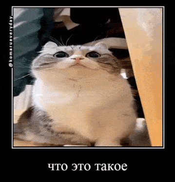 a picture of a cat in a frame with russian writing on it