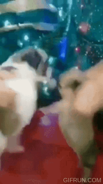 a gif from gifrun.com shows a cat looking at a christmas tree