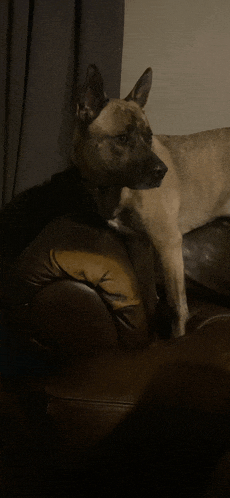 a dog is sitting on a couch and looking at the camera