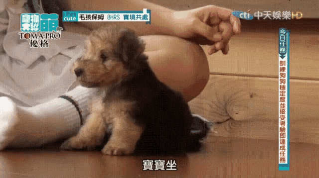 a puppy is sitting on a person 's lap with a sign that says tom a pro