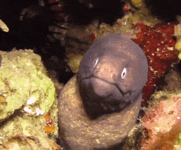 Moray Eel Angry GIF - Moray Eel Angry GIFs