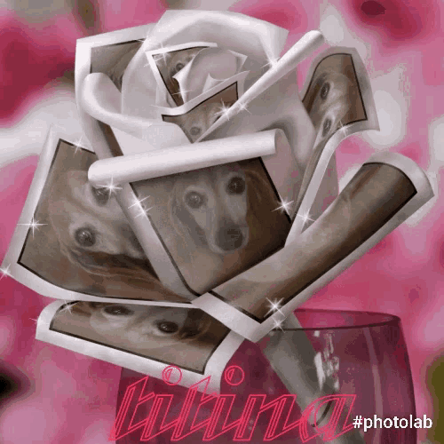a picture of a rose made out of pictures of a dog with the name nina written on the bottom