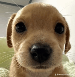 Dog Puppy GIF - Dog Puppy GIFs