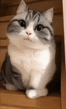 a gray and white cat is sitting on a set of stairs and looking at the camera .