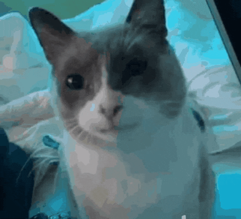 a gray and white cat is looking at the camera while sitting on a bed .
