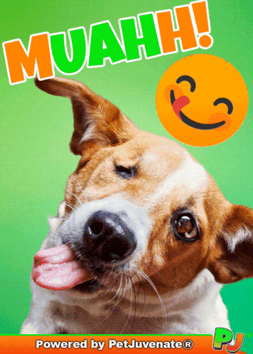a picture of a dog with a smiley face and muahh written above it