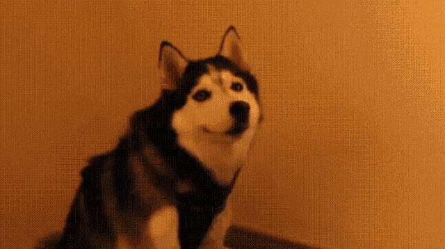 a husky dog is sitting in front of a yellow wall and looking up at the camera .