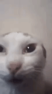 Cat Cat Stare GIF - Cat Cat Stare Cat Ear Pull GIFs