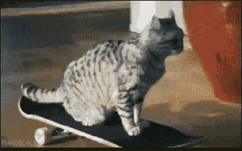 a cat is riding a skateboard with the words phinoblack.com written on the bottom