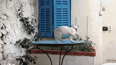 Almost, Almost, Almost..Unf GIF - Cats Lol GIFs