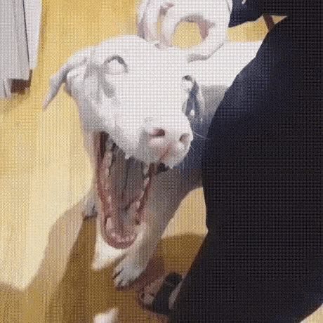 Excited GIF - Excited Dogs So Excited GIFs