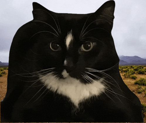 a black cat with a white spot on its chest is looking at the camera