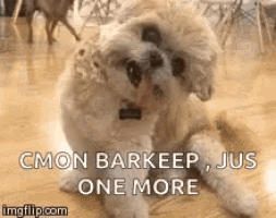 a small white dog laying on a wooden floor with the words `` cmon barkeep jus one more '' written on it .