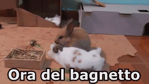 Coniglio Coniglietti Lavarsi Leccare Fare Il Bagno Coccole Amore Animali GIF - Rabbit Bunny Bath Time GIFs