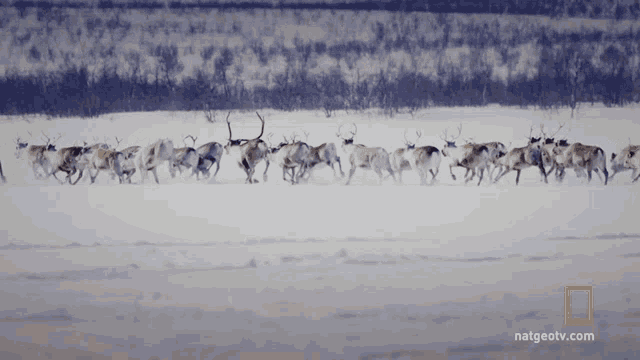 Red Deers Primal Survivors GIF - Red Deers Primal Survivors A Herd Of Deers GIFs