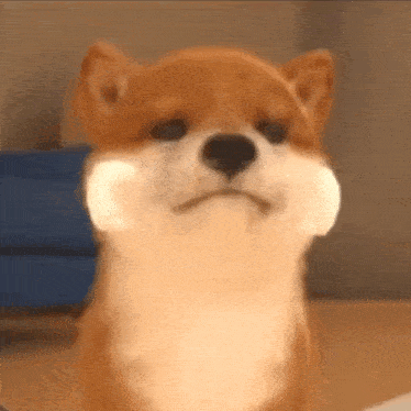 a shiba inu dog is sitting on a wooden floor and looking at the camera with a sad look on its face .