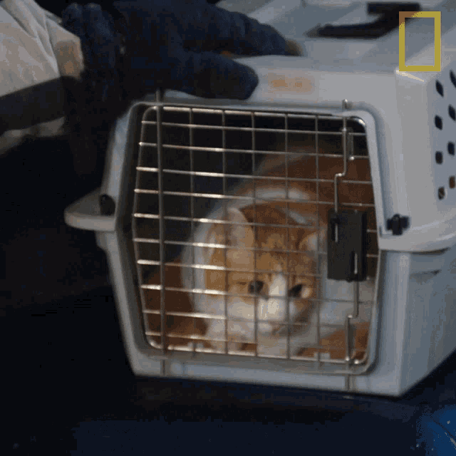 Cat In The Cage National Geographic GIF - Cat In The Cage National Geographic Yukon Vet GIFs