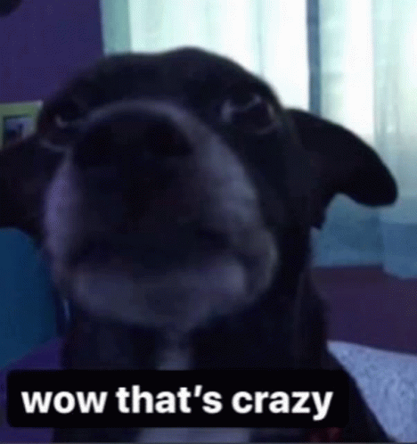Wow Thats Crazy Sourpetey GIF - Wow Thats Crazy Sourpetey Petey Dog GIFs