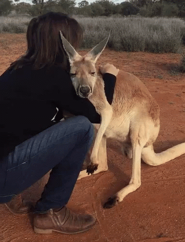 Kangaroo Hug GIF - Kangaroo Hug GIFs