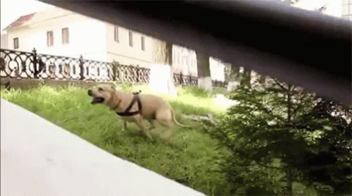 Parkour Dog GIF - Parkour Dog Jump GIFs