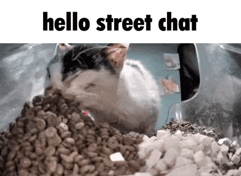 a cat laying on a pile of food with the words hello street chat written above it