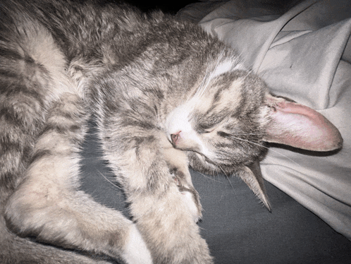 a cat laying on a bed with its head on a pillow