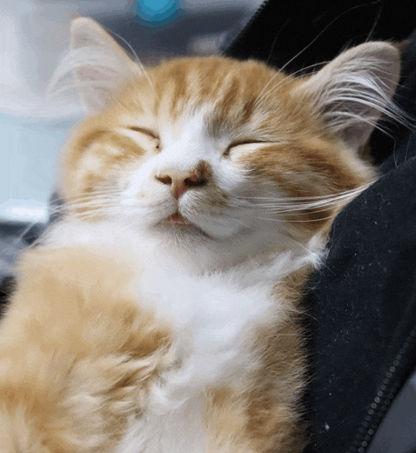 a brown and white cat is sleeping in a black blanket