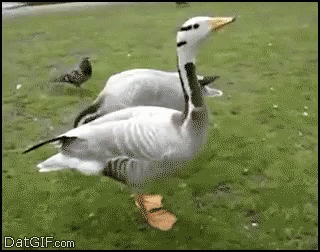 Duck Excited GIF - Duck Excited Good GIFs