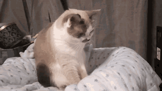 a brown and white cat sitting on a bed with a blue blanket