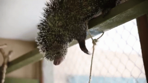 Porcupine Has His Own Tree Fort. GIF - Porcupine Tree Fort GIFs