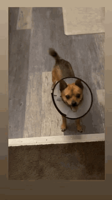 a small brown dog wearing a cone collar