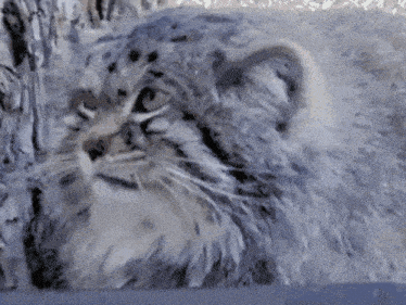 Pallas Cat Mood GIF - Pallas Cat Mood Disappointed GIFs