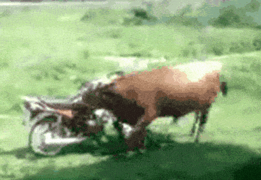 a blurred image of a cow and a motorcycle in a field
