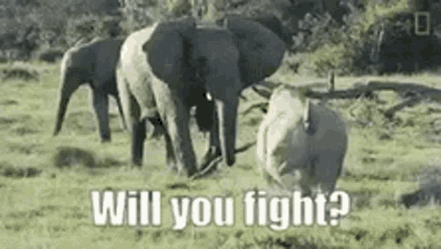 a group of elephants standing next to each other in a grassy field with the words `` will you fight ? ''