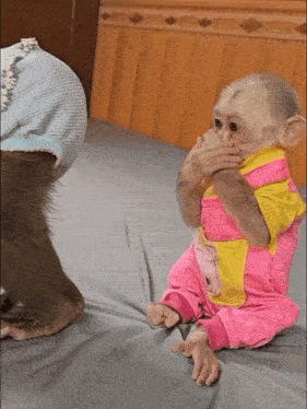 a baby monkey wearing a pink and yellow outfit