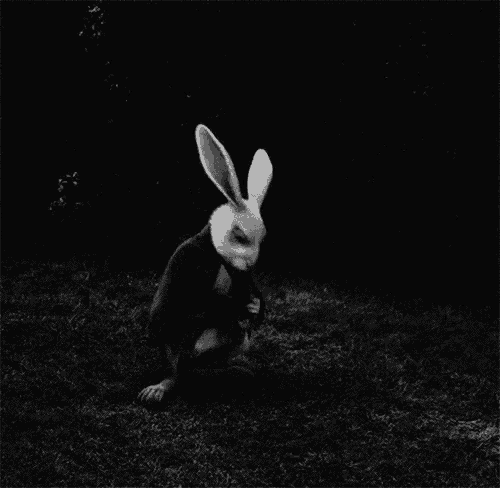 a black and white photo of a white rabbit with the words llego la primavera written above it