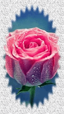 a pink and purple rose with water drops on the petals