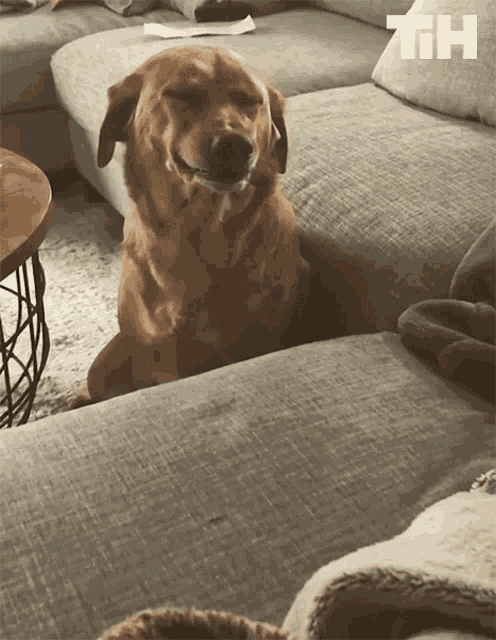 a dog is sitting on a couch with the letters th behind it