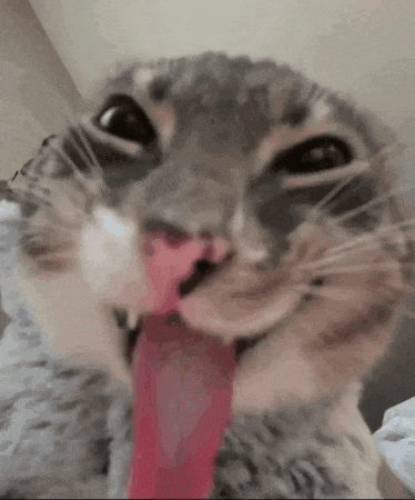 a close up of a cat 's face with its tongue out .