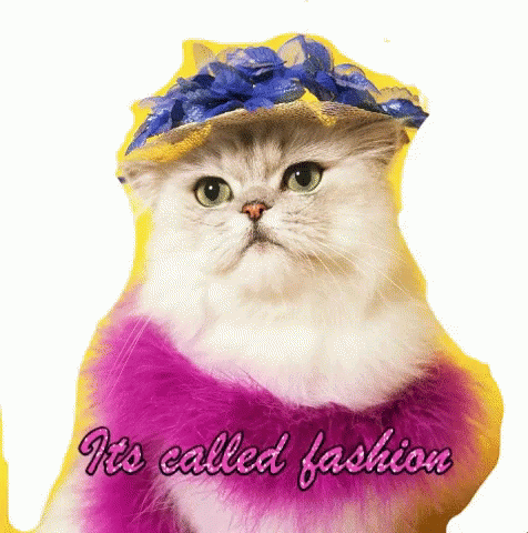 Fashioncat Inspfashion GIF