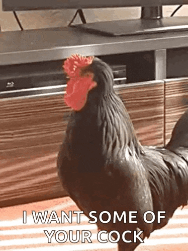 a black rooster with a red crest is standing on a striped rug in front of a television .